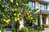 Tại sao nhà giàu thích trồng cây bưởi trước nhà?