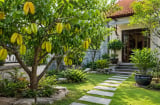 Trồng cây khế phong thủy nên trồng trước hay sau nhà?