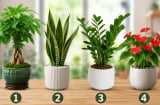 Chọn 1 chậu cây cảnh để xem con đường làm giàu của bạn đang có dấu hiệu gì, nên sửa gì?