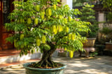 Người tuổi nào, mệnh nào được cho là 'hưởng vía giàu sang tài lộc' khi trồng cây khế phong thủy?