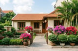Nhà có sân nhỏ nên trồng cây gì? 5 loại cây vừa dễ sống vừa tạo cảm giác nhà cửa đủ đầy