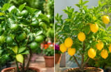 Trồng chanh trong chậu nên chọn chanh quả xanh hay chanh vàng Mỹ?
