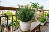 Vì sao nên đặt một chậu cây hương thảo ở ban công?