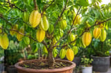 Trồng cây khế trong chậu: Mẹo hay để cây nhanh có quả,  quả chín vàng trĩu cành, không bị rụng sớm