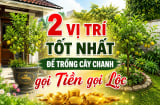 2 vị trí tốt nhất để trồng cây chanh gọi Tiền gọi Lộc