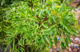 3 vị trí tốt nhất để trồng cây Đinh Lăng
