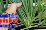 Cách trồng hành nhanh đẻ nhánh, cây khỏe lá ra quanh năm