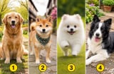 Chọn 1 chú chó bạn yêu thích để biết bạn quyết đoán đến đâu