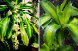3 vị trí tốt nhất trồng cây Thiết Mộc Lan