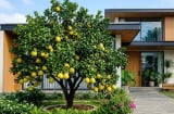 Cách bón phân giúp cây bưởi cho quả to, căng tròn, ngọt lịm