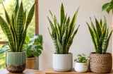 Người tuổi nào, mệnh nào hợp trồng cây lưỡi hổ phong thủy? Đặt đúng chỗ, hút tài lộc và may mắn