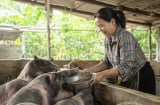 Phụ nữ tự chủ tài chính bằng việc tham gia BHXH, vay vốn kinh doanh