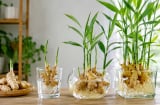 Trồng gừng thủy sinh: Đừng quên điều này để cây khỏe không sợ vàng lá, nhiều nhánh nhiều củ