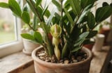 3 loại cây trồng trong nhà nào nhà đó phát tài giàu có