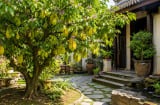Cách chọn vị trí đặt cây khế phong thủy: Vừa làm đẹp không gian, vừa được xem là nơi hút vận may