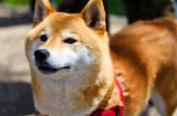 Câu chuyện cảm động phía sau những chú chó trung thành nhất thế giới