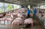 Giá heo hơi hôm nay 21/8: Chỉ 2 địa phương tăng giá, thị trường đi ngang