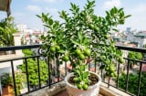 Người thuộc 2 mệnh này hợp trồng cây chanh nhất
