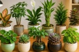 12 con giáp nên trồng cây cảnh phong thủy gì để dễ tập trung, tăng cảm giác thích thú làm việc