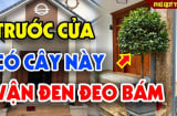 3 loại cây trồng trước nhà sát khí cao: Cây càng xanh người càng lao đao suy kiệt