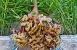Cách trồng gừng nhanh mọc mầm, củ sai rúc rích