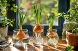 Cách trồng hành tây thủy sinh để bàn, đặt cửa sổ: Vừa đẹp mắt vừa tăng sinh khí