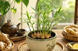  Vì sao ngày càng có nhiều người thích trồng cây gừng phong thủy? Những ý nghĩa bất ngờ phía sau