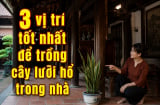 3 vị trí tốt nhất để trồng cây lưỡi hổ trong nhà
