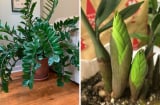 3 vị trí tốt nhất trồng cây Kim Tiền hút lộc