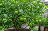 Cách trồng chanh trong chậu vẫn sai quả, lá xanh tốt quanh năm: Chỉ cần nhớ 6 bí quyết này