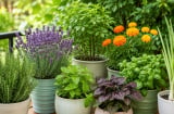 Những loại cây trồng vừa đẹp vừa có công dụng đuổi muỗi, đặt trong nhà hay ngoài ban công đều hợp