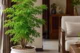 Trồng cây đinh lăng phong thủy trong chậu: Nên đặt trong nhà hay vị trí nào để vừa đẹp vừa hút tài lộc?