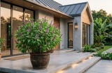 Vì sao nhiều người thích trồng chậu húng quế trước nhà?