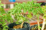 3 mệnh hợp nhất để trồng cây đinh lăng