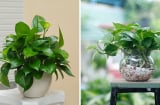 3 vị trí tốt nhất để trồng cây Trầu Bà hút lộc
