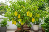 Cây khế phong thủy trồng chậu: Đặt ở vị trí này vừa đẹp nhà vừa được xem là hút tài lộc