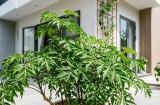 Trong nhà có 3 vị trí tốt nên trồng cây đinh lăng