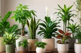 12 con giáp chú ý chọn cây cảnh phong thủy: không chỉ chọn loại cây, cần chú ý màu sắc và hình dáng chậu