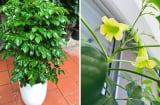 3 vị trí tốt nhất để trồng cây hạnh phúc hút lộc
