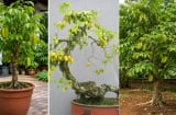 Trồng cây khế phong thủy: Trồng chậu thông thường hay tạo dáng bonsai hay trồng xuống đất cho thật lớn?
