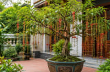 Trồng cây lộc vừng phong thủy trong chậu: Đặt đúng vị trí để cây đẹp, nhà thêm vượng khí
