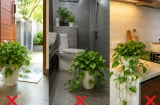 3 vị trí này đừng đặt cây trầu bà, càng để lâu cây càng dễ vàng lá, cháy lá