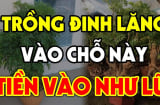 Cây Đinh Lăng trấn giữ của cải đừng trồng linh tinh: Trồng vị trí này tiền vào như nước