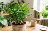 Cây gừng hợp với người thuộc 2 mệnh này nhất: Trồng trong nhà hút trọn may mắn, tài lộc