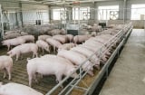 Giá heo hơi hôm nay 28/8: Miền Bắc tiếp tục giảm, thị trường ba miền đi về đâu?