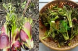 Loại rau dại Việt Nam từng bị bỏ đi, nay thành đặc sản: Có lúc giá lên tới 400.000 đồng/kg