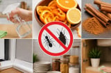 Mẹo đuổi kiến, gián khỏi nhà không cần hóa chất: 7 cách đơn giản, dễ làm mà hiệu quả