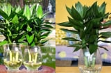 3 vị trí tốt nhất trồng cây phát tài phát lộc