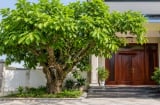 3 vị trí tốt nhất trồng cây Sung thu hút tài lộc