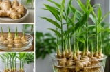 Cách trồng gừng thủy sinh tại nhà để cây xanh tốt, đẻ nhiều nhánh, củ phát triển khỏe